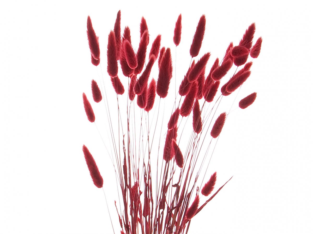 Suszony lagurus czerwony